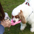 Load image into Gallery viewer, Practical Dog Water Bottle