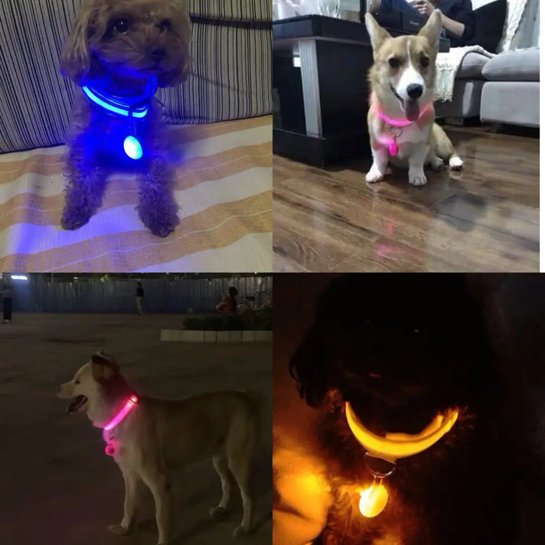USB Charging Glowing Dog Collar With  battery