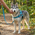Load image into Gallery viewer, Personalized Reflective No-Pull Dog Harness with Custom Name Patch
