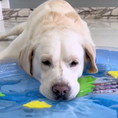 Load image into Gallery viewer, Interactive Cooling Water Bed for Dogs 2.0
