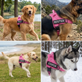 Load image into Gallery viewer, Personalized Reflective No-Pull Dog Harness with Custom Name Patch
